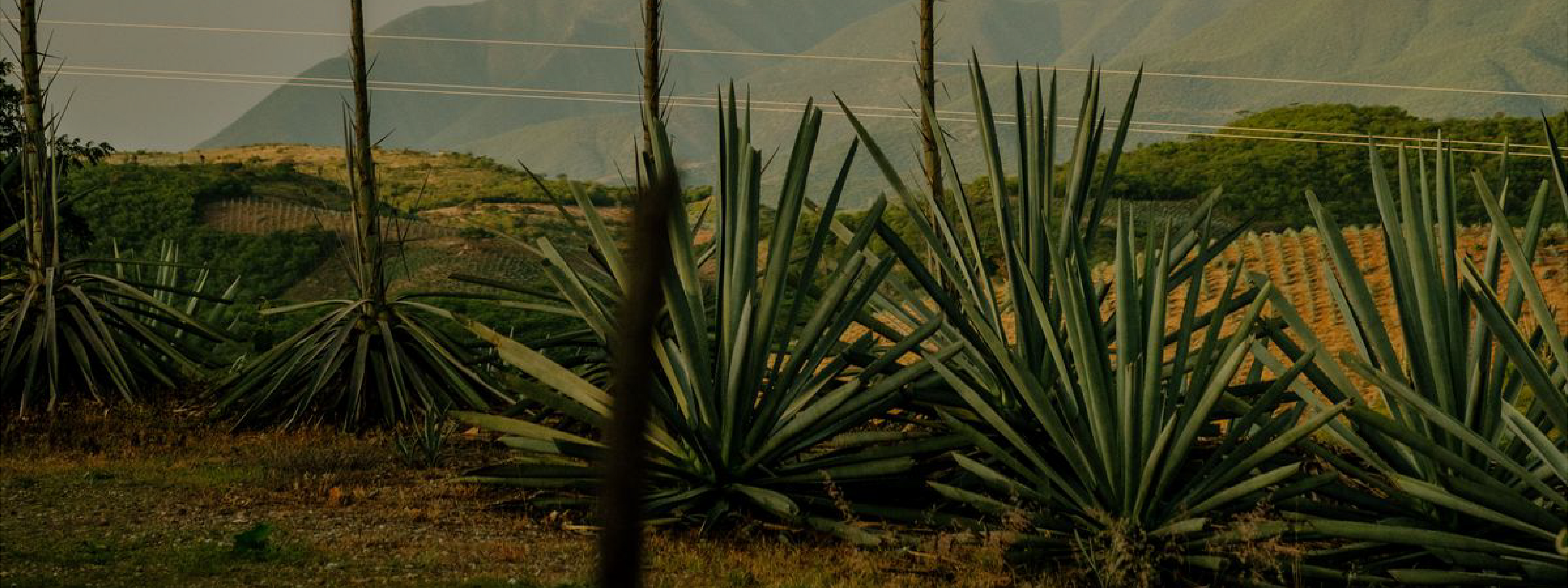 AGAVE